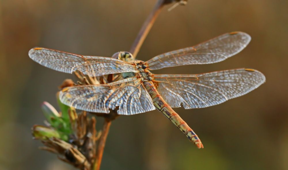 Фотография автора Сергей Кульков