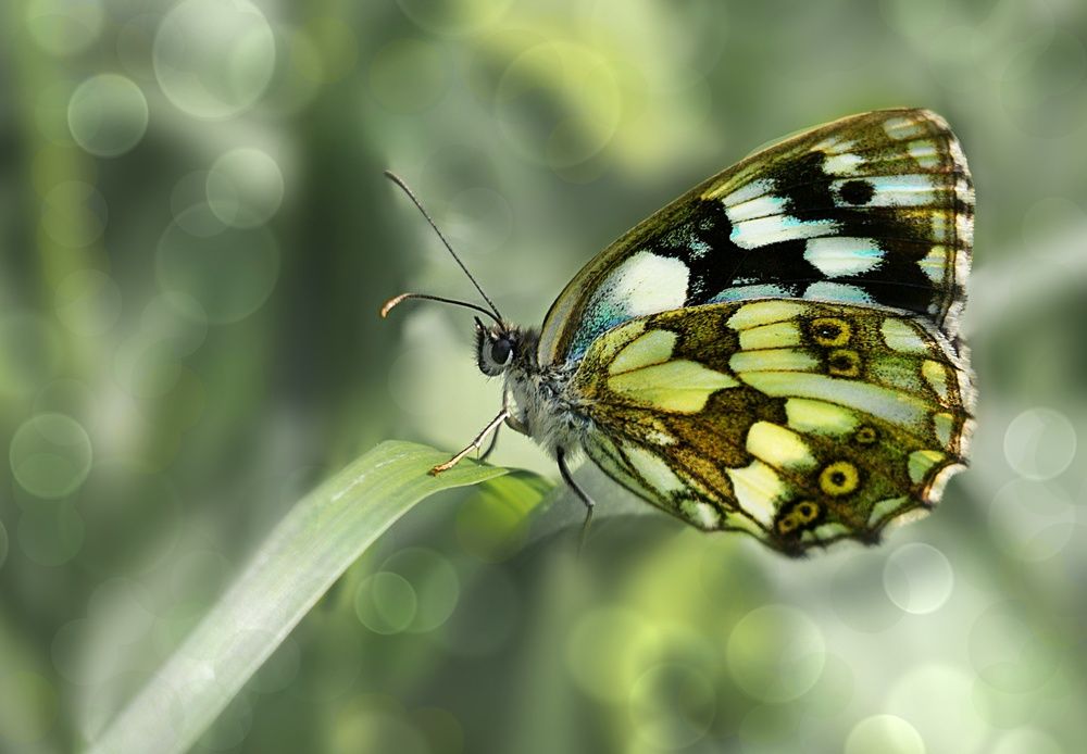 Photograph by Natalia Bondarenko