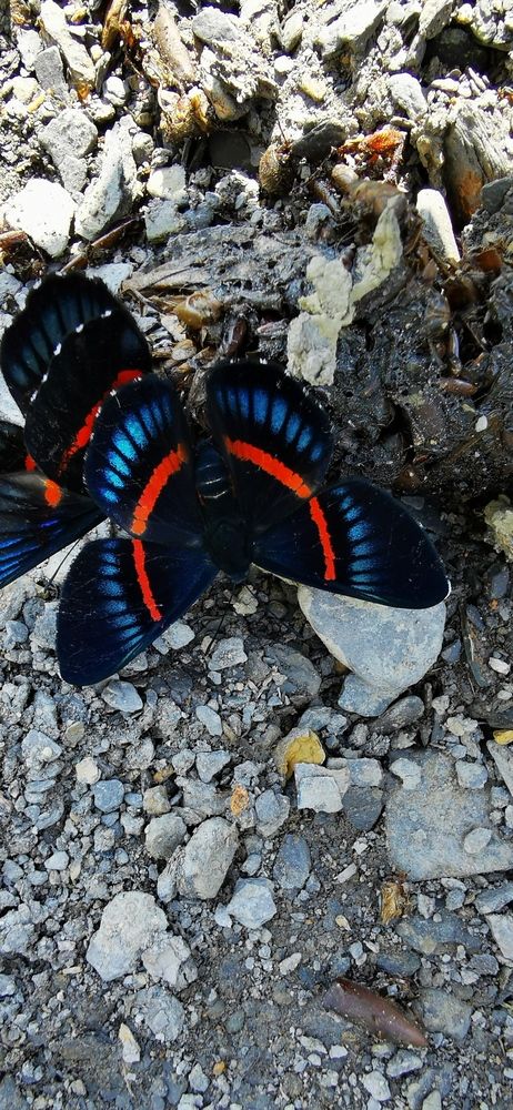 "Belleza efímera en alas de seda"