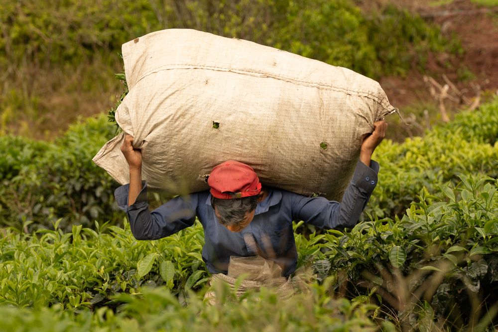 Фотография автора Светлана Зимина