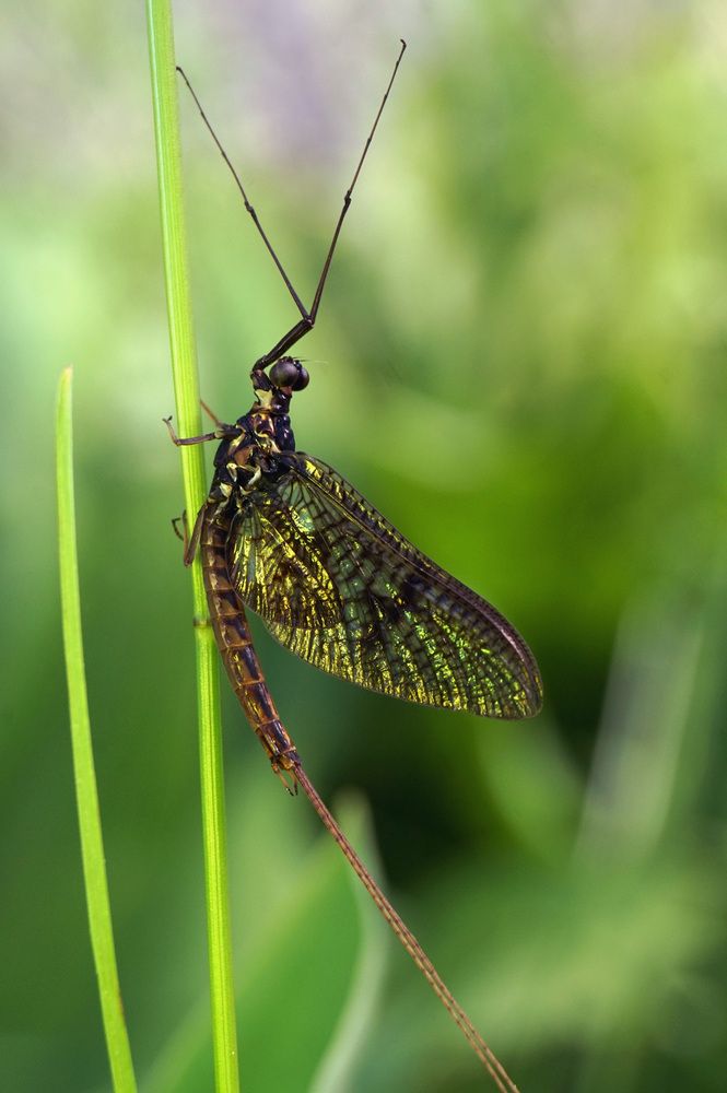 Photograph by Лена Максимкина