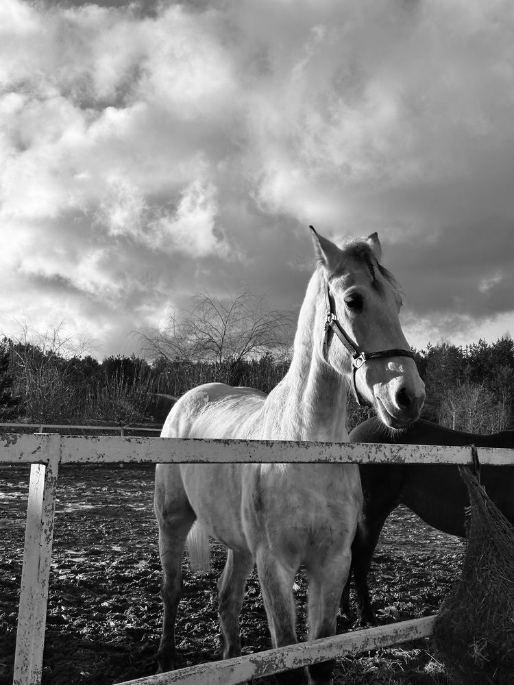 Photograph by Диана Янковская