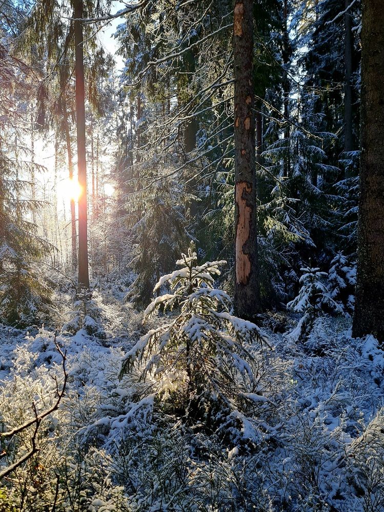 Photograph by Инна Мухина