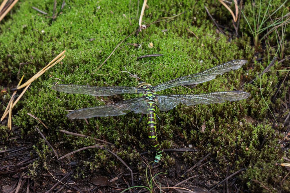 Photograph by Валерия Гуртовая