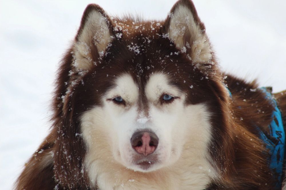 Photograph by Елена Наленч