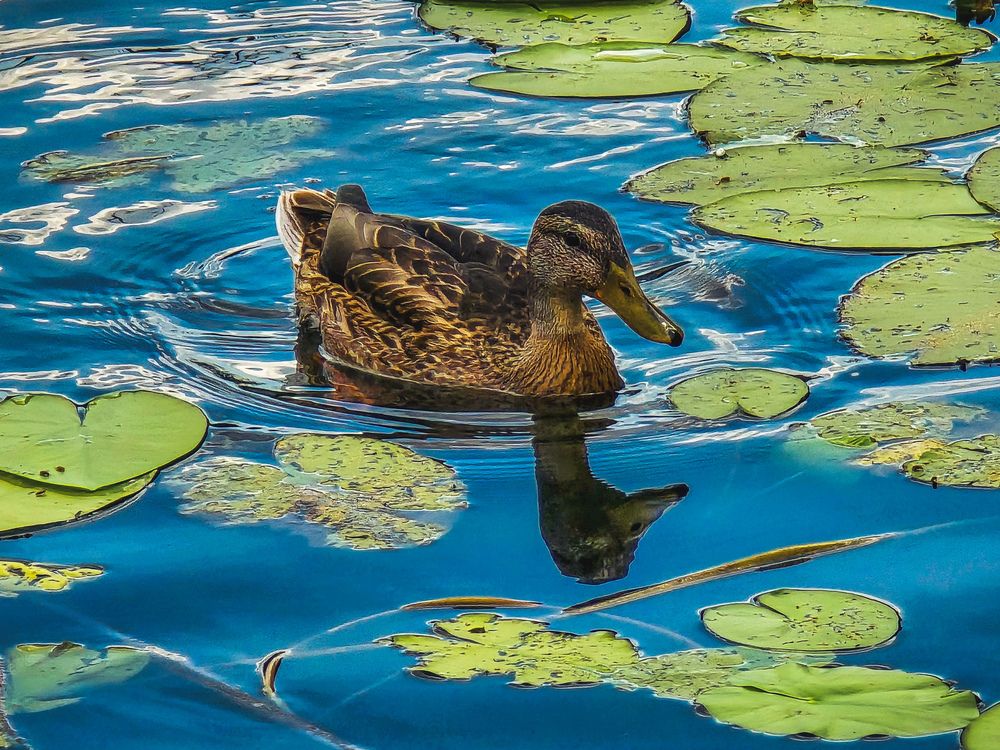 Photograph by Игорь Кабанов