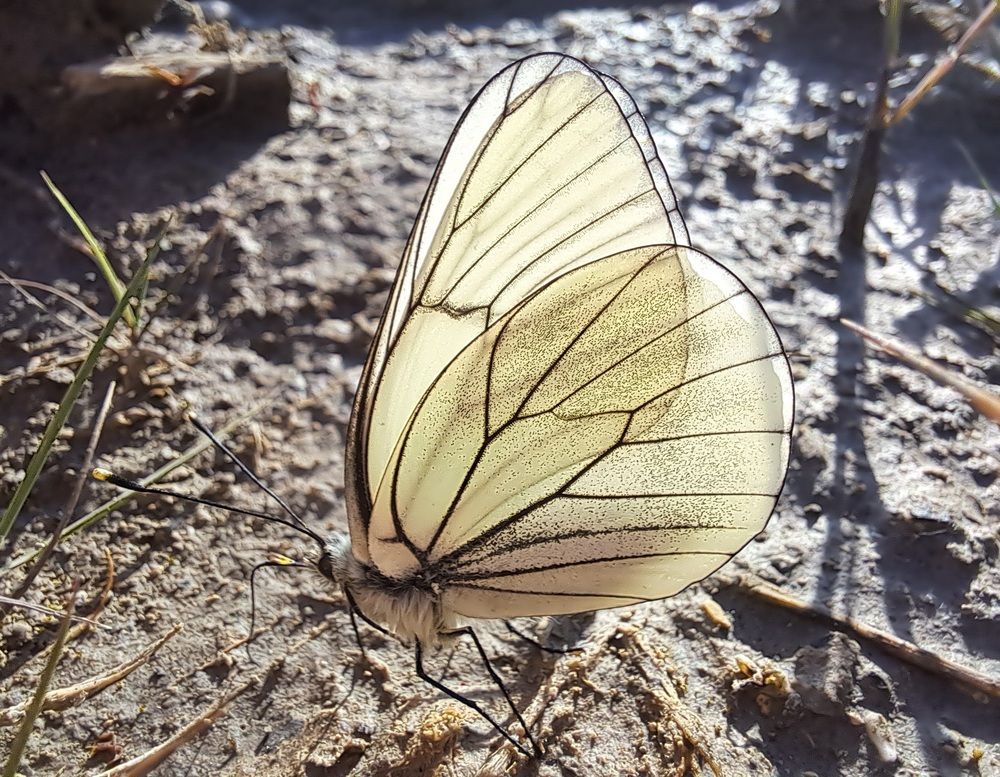 Photograph by Ольга Пумочка-13