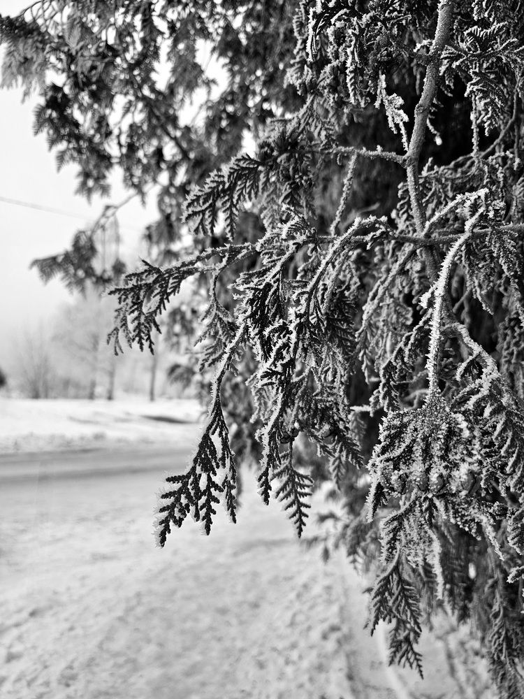 Photograph by Elena Neprosh