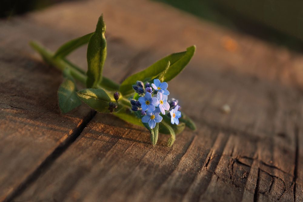 Photograph by Заболотская Ольга