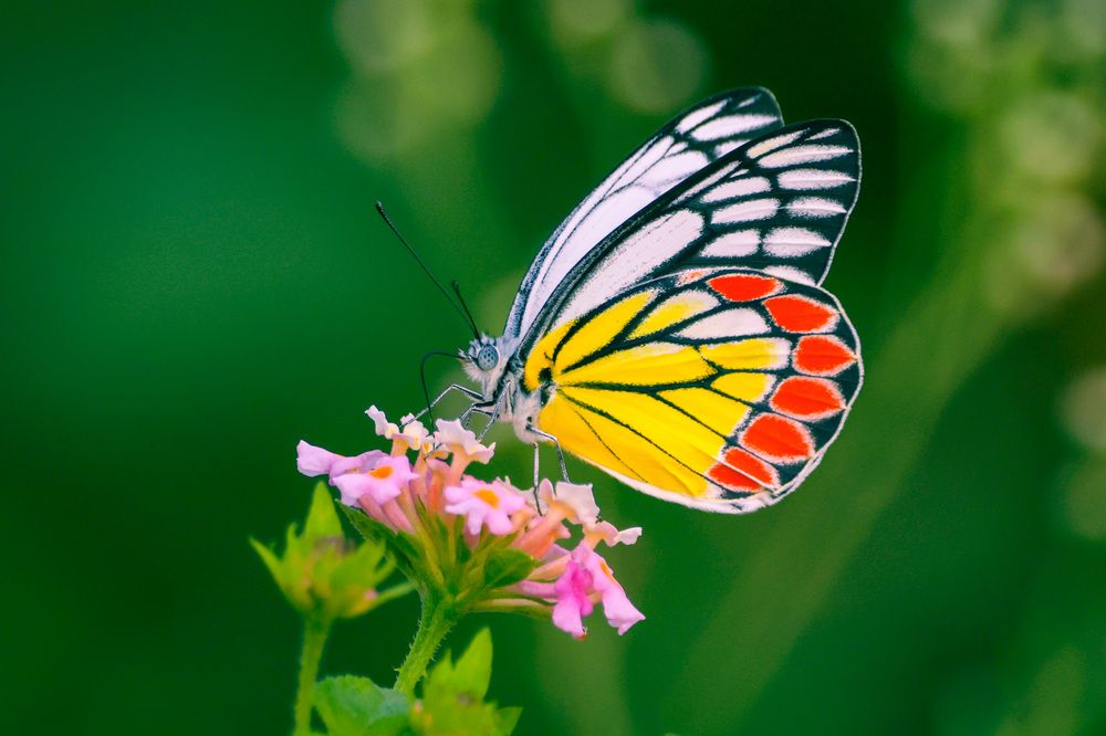 Photograph by Abhishek