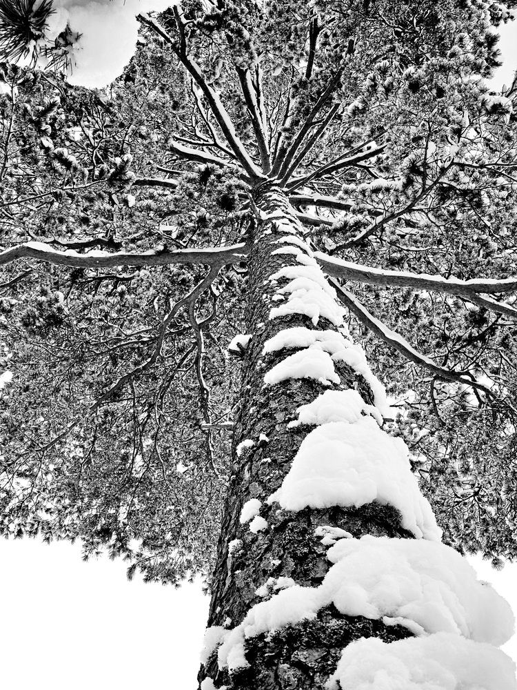 Photograph by Elena Neprosh