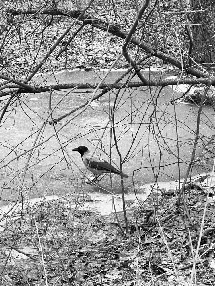 Photograph by Рина Серёгина