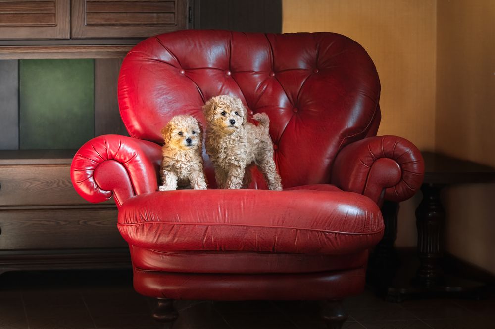 Photograph by Alessio Giuliani