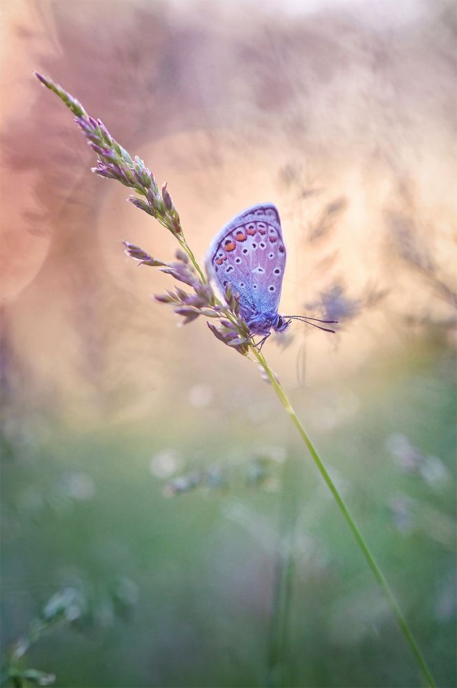 Photograph by S. Dana