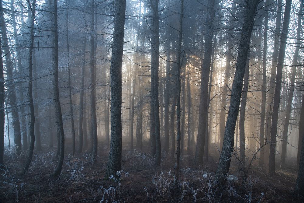 frozen forest