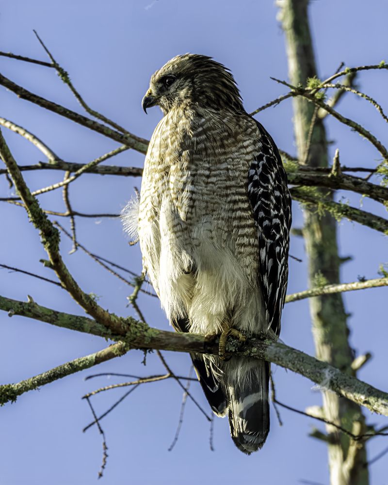 Фотография автора Ray Asiala