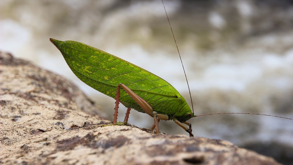 The Leaf-mimic katydid (Onomarchus kanara)