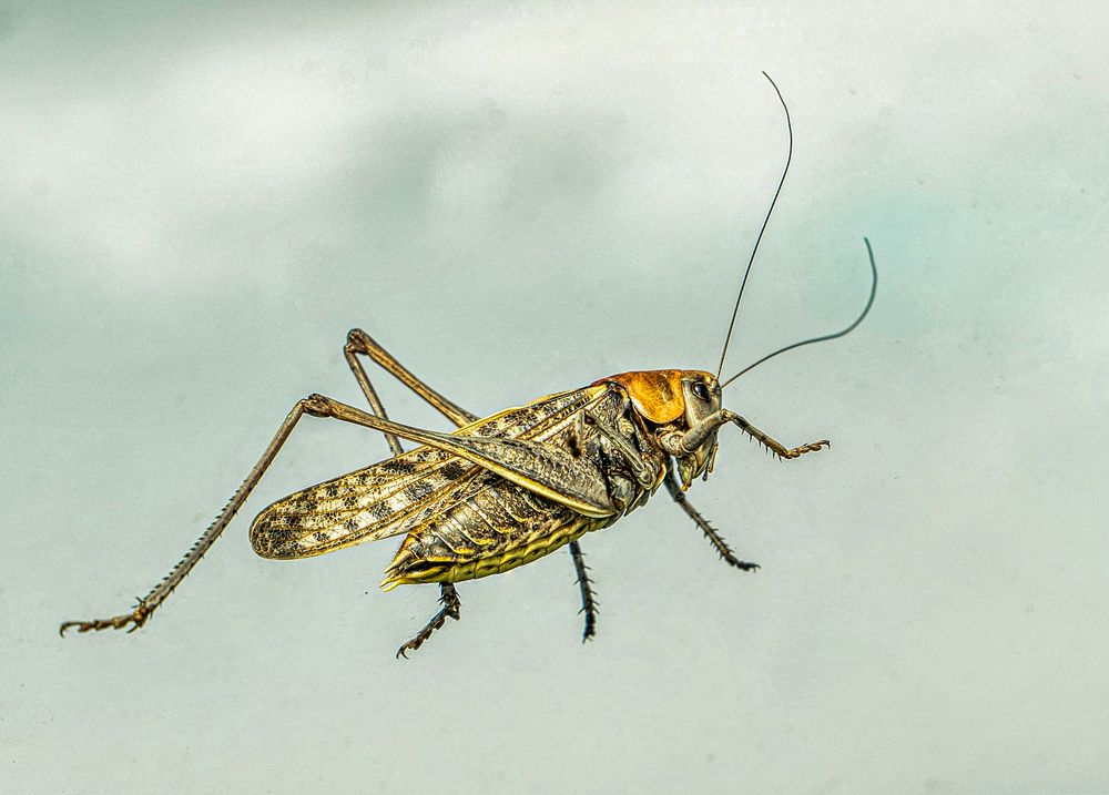 Нежданный гость на лобовом стекле)