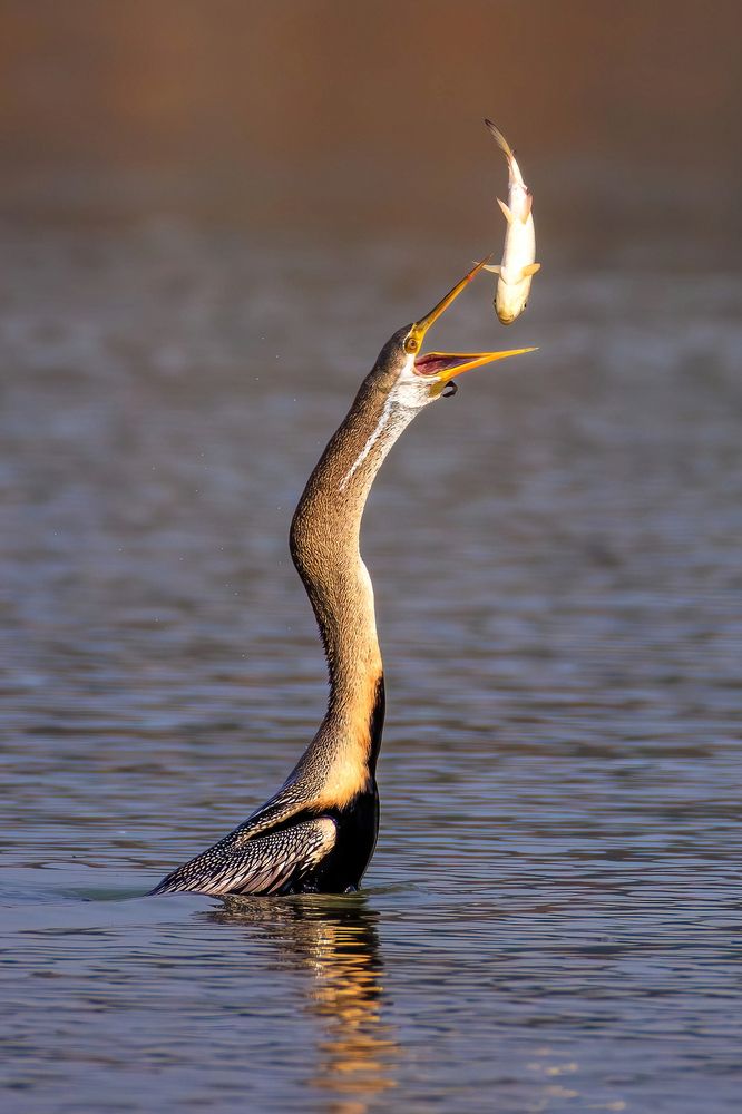 Photograph by Abhishek