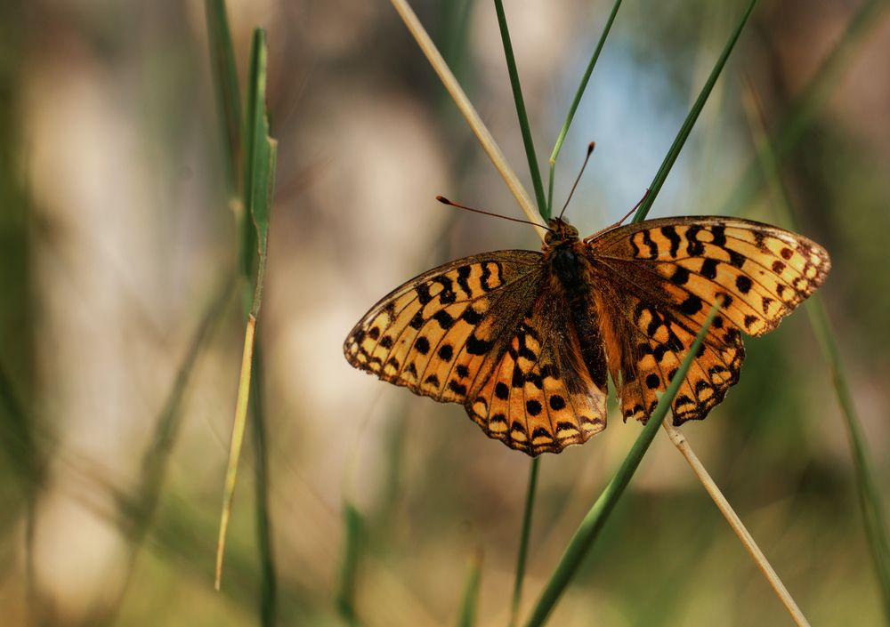 Photograph by Саргылана Прокопьева