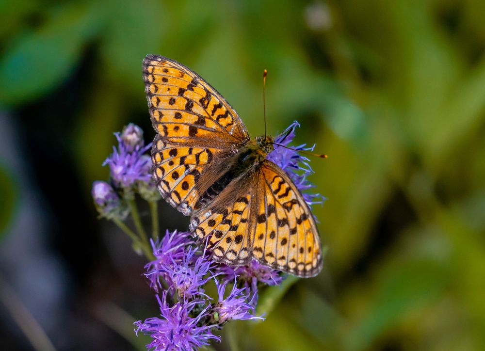 Photograph by Саргылана Прокопьева