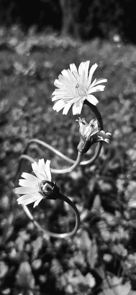 Photograph by sameera madushantha