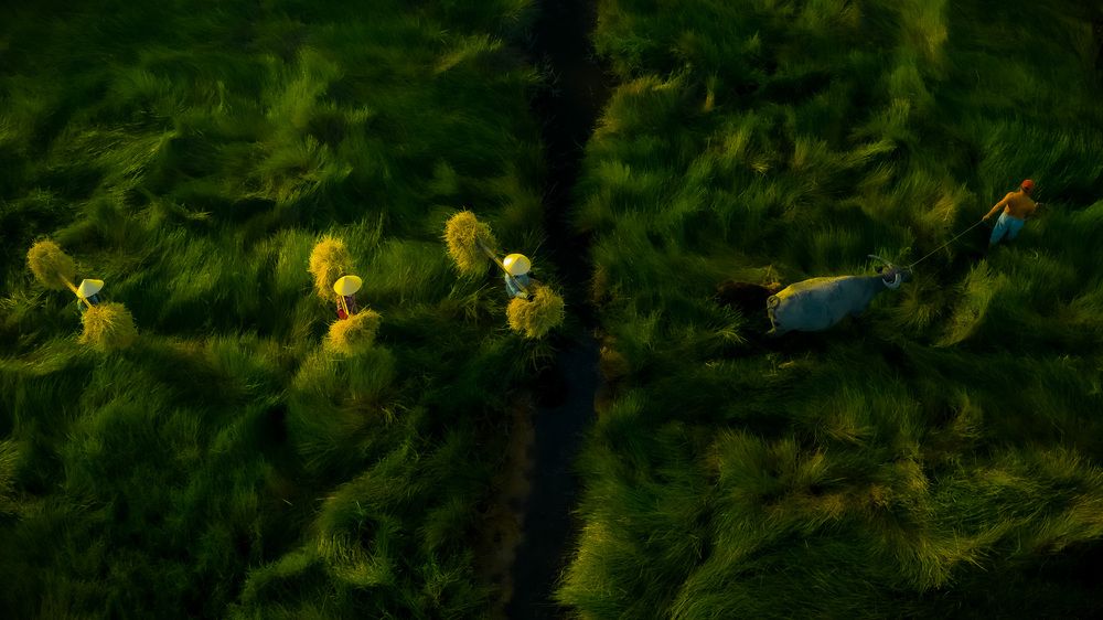 Echoes of Rural Life