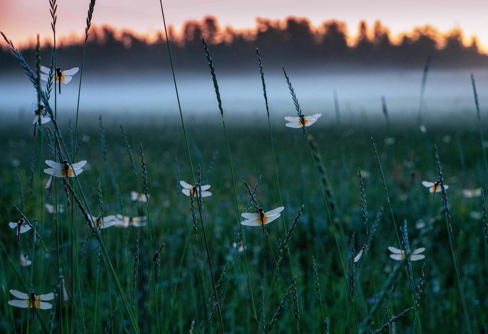 Photograph by Саргылана Прокопьева