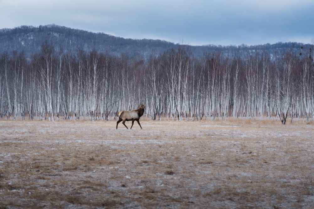 Photograph by Ксения Далишнева