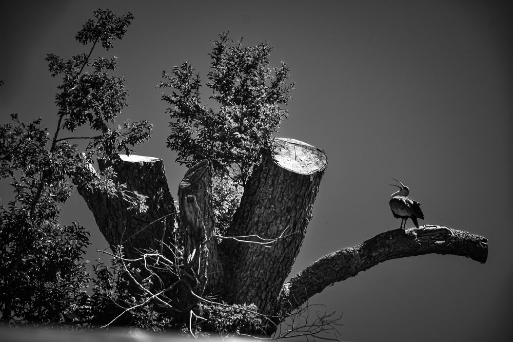 Фотография автора Patricio Ayala