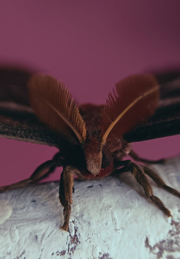 Павлиноглазка атлас (Attacus Atlas).