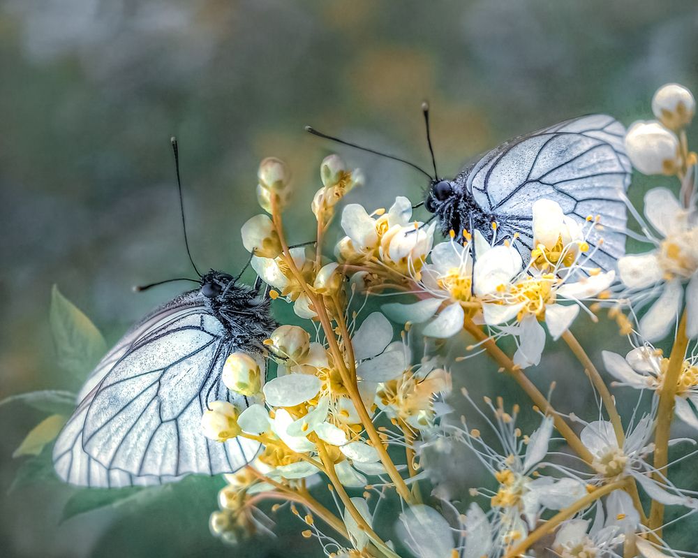 Бабочки —подружки!