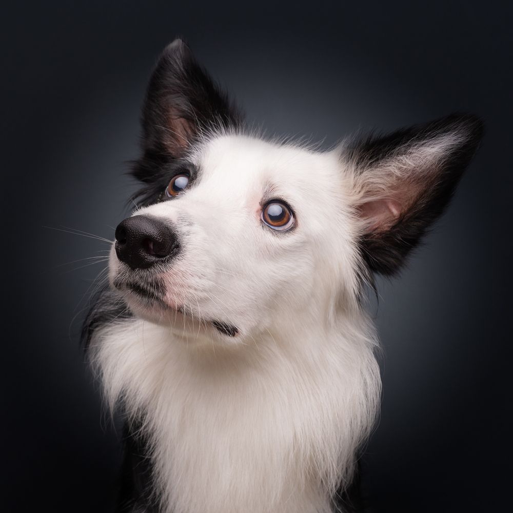 Фотография автора Bernard Sim