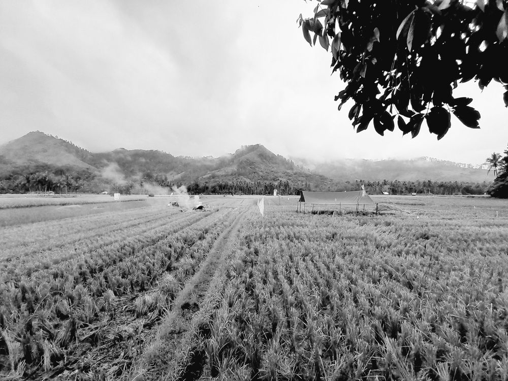 Фотография автора Zulfa