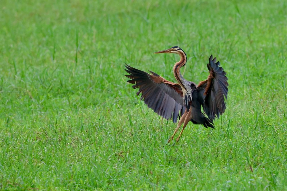 Dance of Heron
