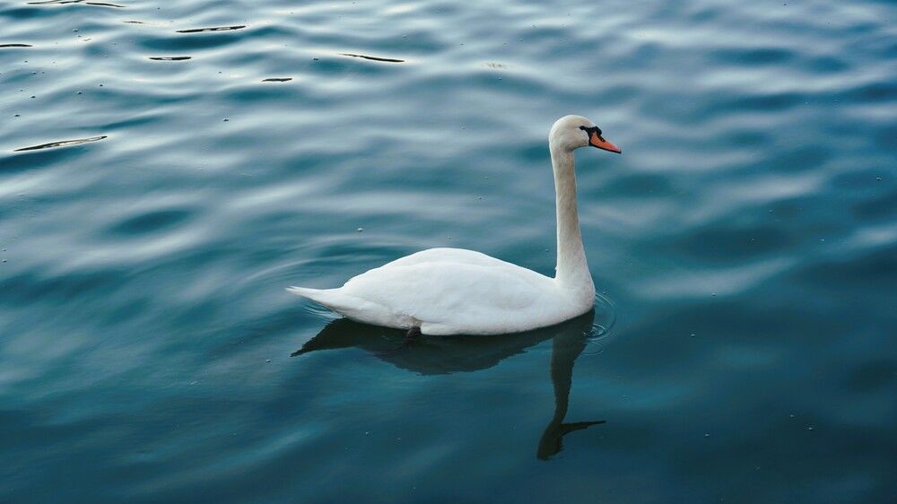 The swan in the city