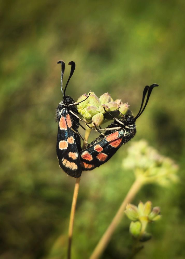 Photograph by Алина Эбель