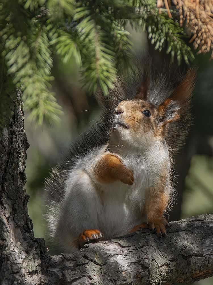 Photograph by Оджи Мила