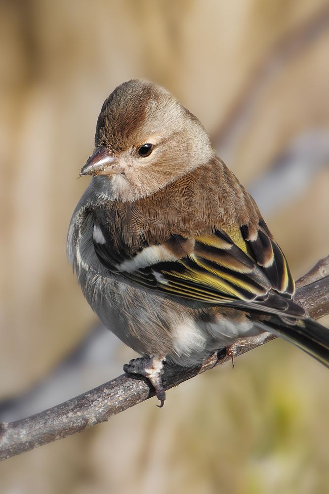 Photograph by Оджи Мила