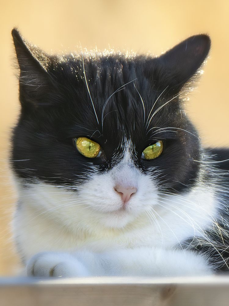 Photograph by Оджи Мила