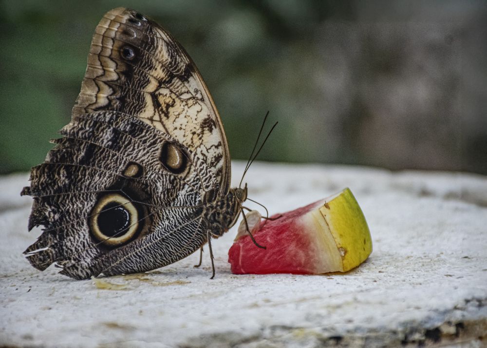 Photograph by Sandra Arena