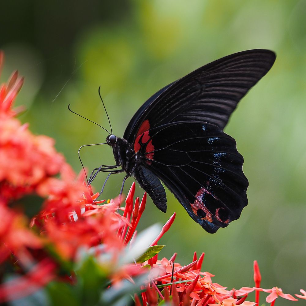 Photograph by Pham Anh Vu