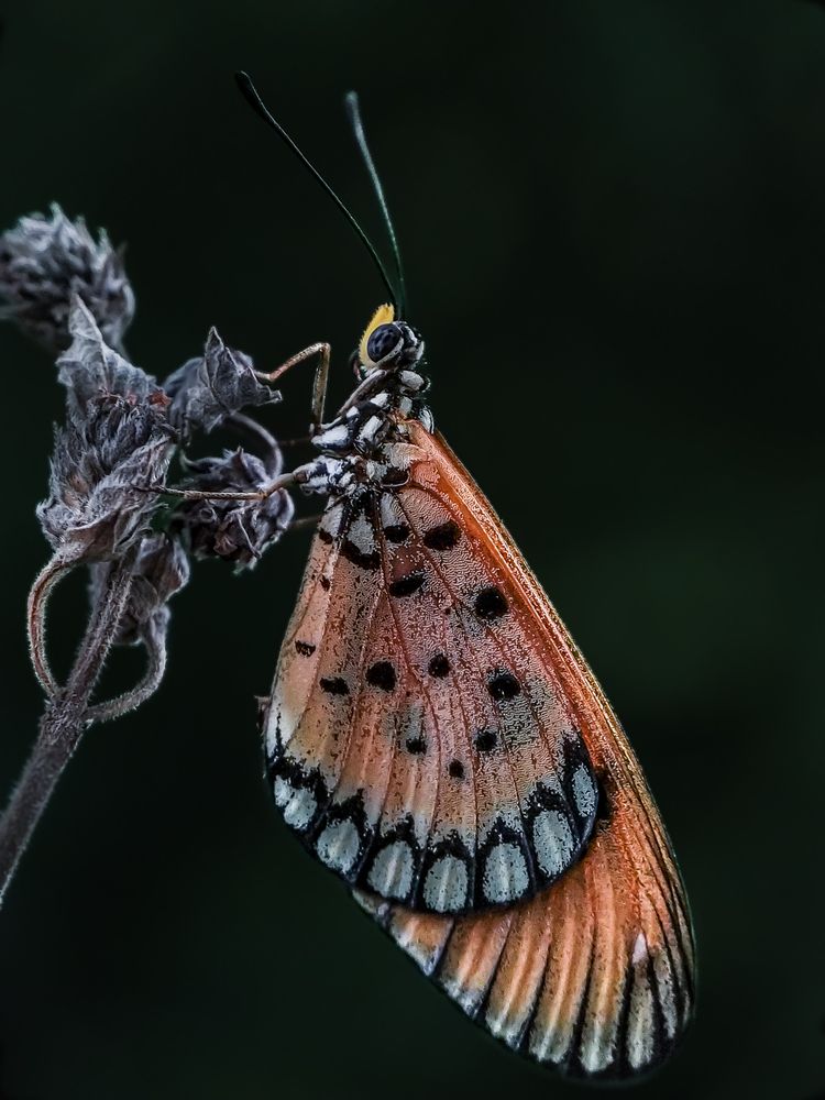 Фотография автора Biplab Hazra