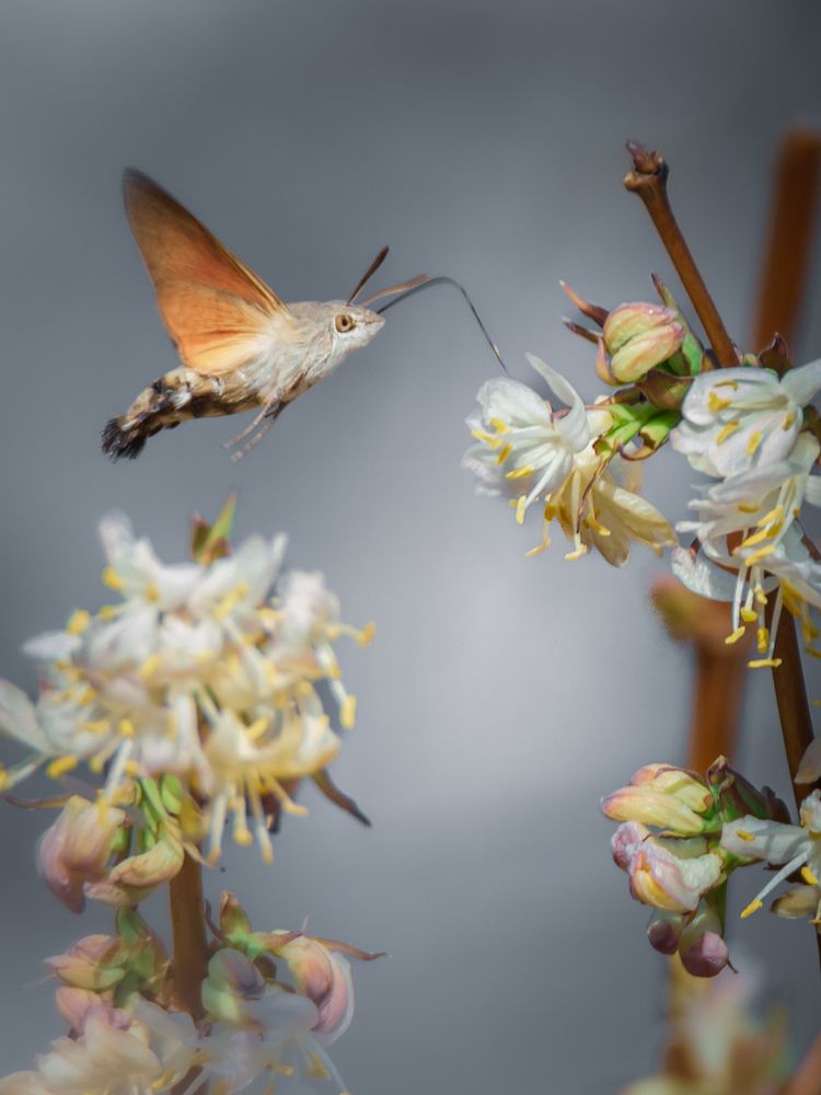 Photograph by Оджи Мила