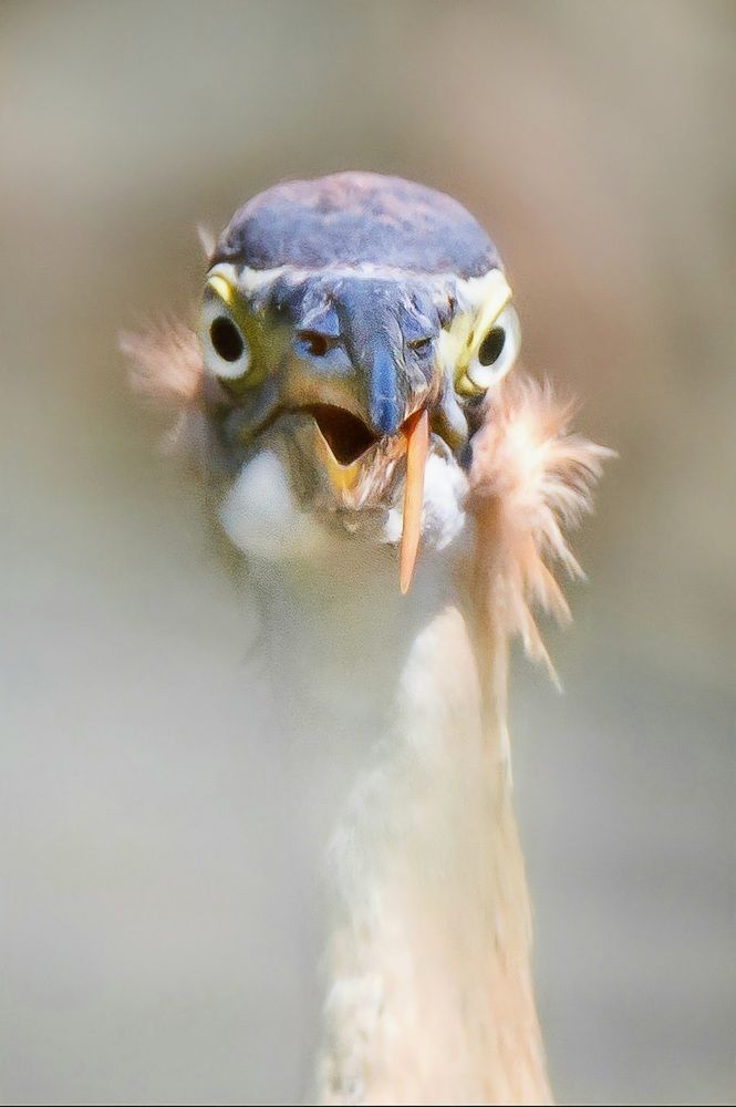 Photograph by Оджи Мила