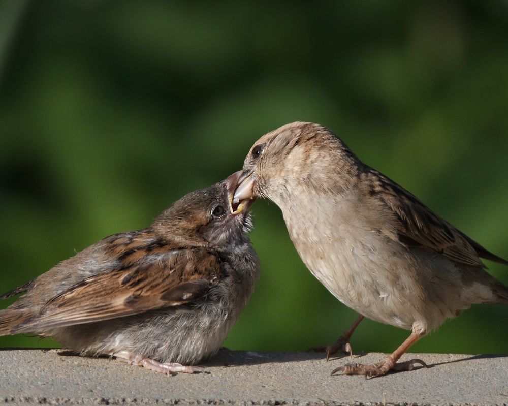 Photograph by Оджи Мила