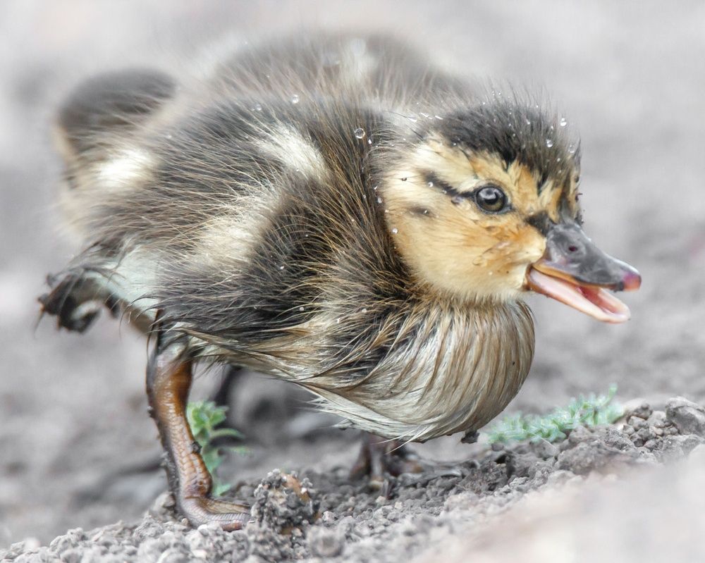 Photograph by Оджи Мила