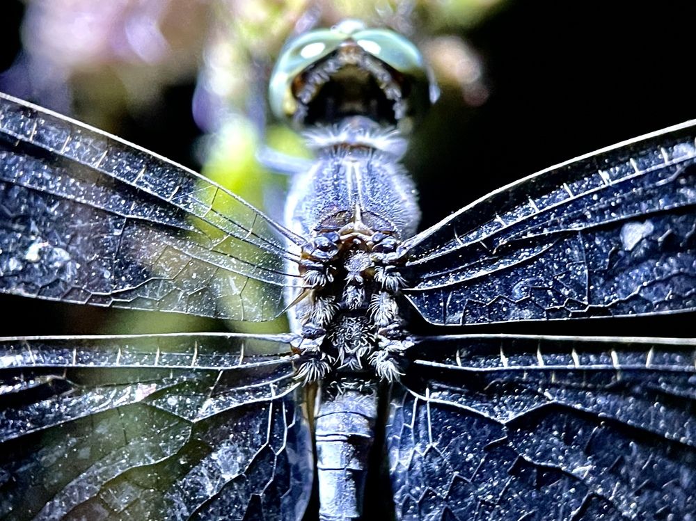 Фотография автора BIPLAB MISRA