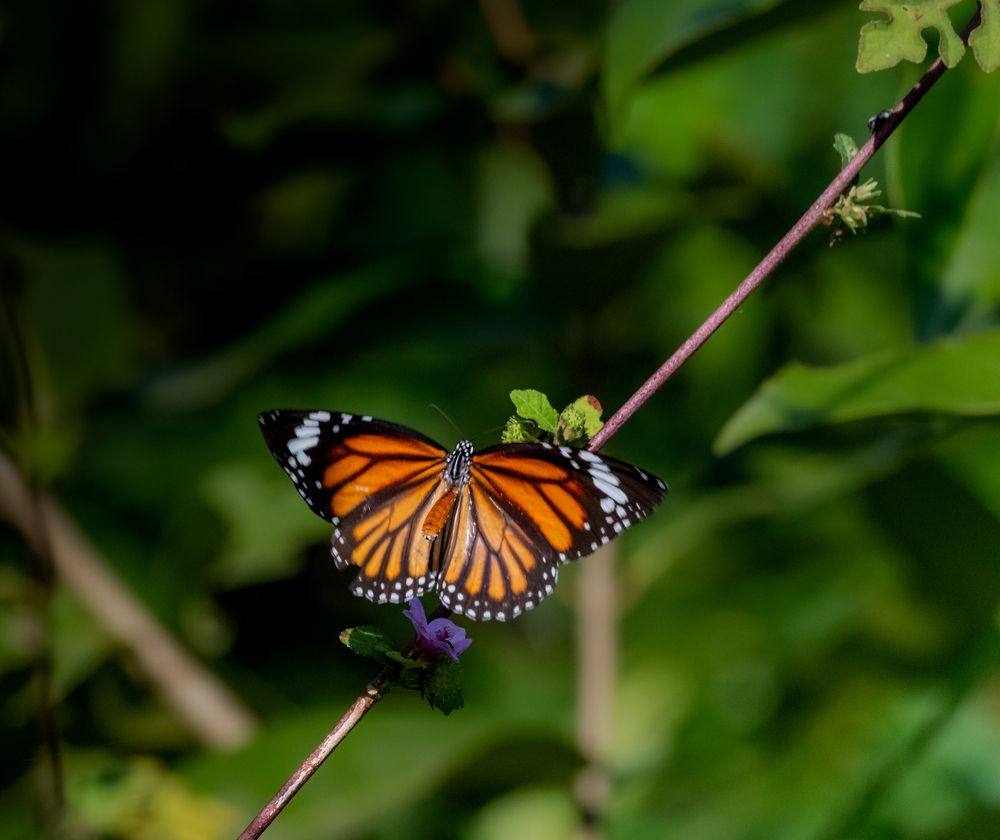 Photograph by Tanmoy Mitra