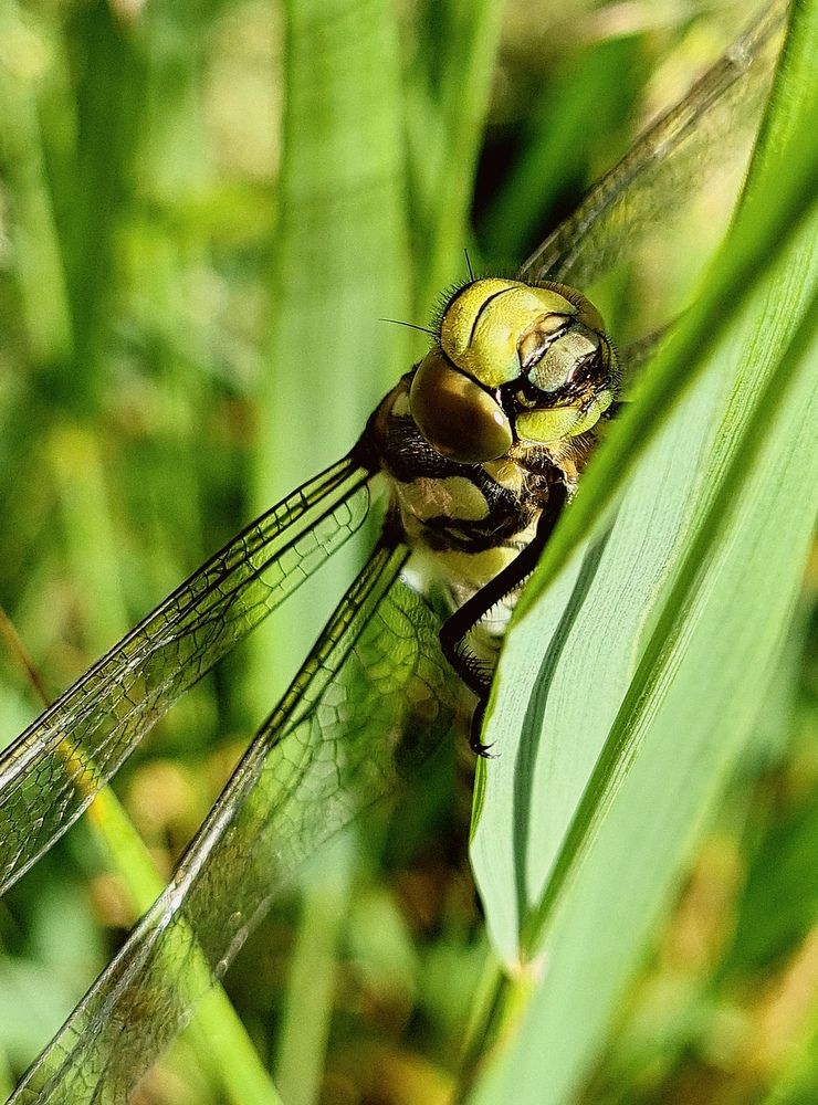 Photograph by Инна Мухина